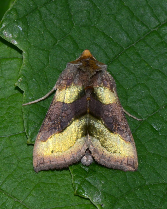 Noctuidae Diachrysia chrysitis